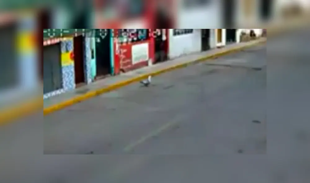 En Facebook, cámaras de seguridad captan el momento que un policía baja de su vehículo para recoger al animal que estaba perdido. En Facebook, cámaras de seguridad captan el momento que un policía baja de su vehículo para recoger al animal que estaba perdido.