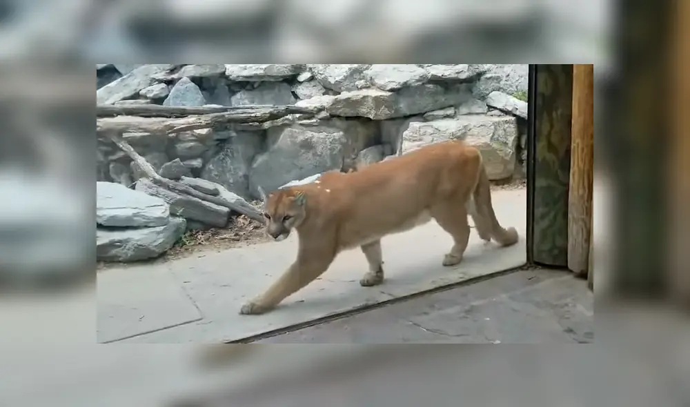 Facebook viral: perro ingresa a zoológico y se encuentra con hambriento puma [VIDEO]