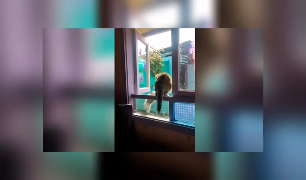 Desliza las imágenes hacia la izquierda para apreciar el incidente que sufrió un pequeño gato junto a su ‘amigo’. Desliza las imágenes hacia la izquierda para apreciar el incidente que sufrió un pequeño gato junto a su ‘amigo’.