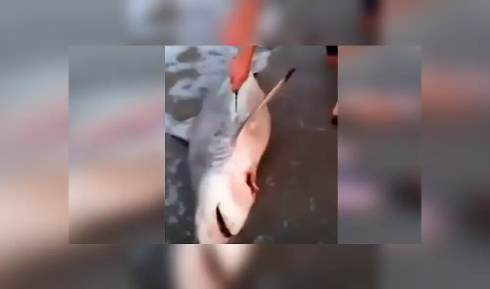 YouTube viral: Abren estómago de tiburón muerto y descubren criaturas vivas [VIDEO] 