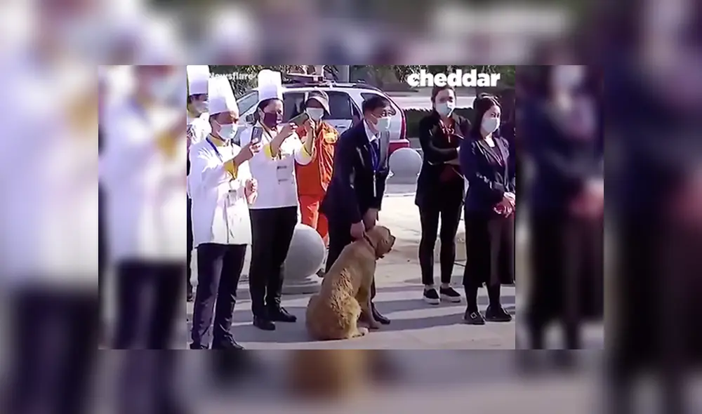 Perro se volvió viral al robarse los corazones de los usuarios tras negarse a separarse de sus amigos. Perro se volvió viral al robarse los corazones de los usuarios tras negarse a separarse de sus amigos.