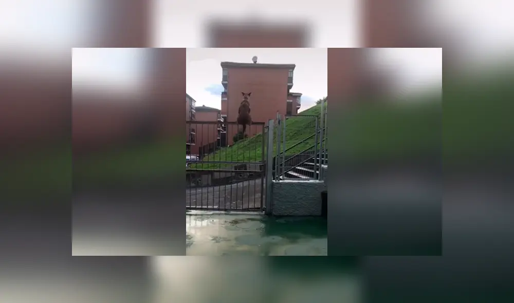 Desliza las imágenes hacia la izquierda para descubrir el truco que realizó un perro para escapar de su casa. Desliza las imágenes hacia la izquierda para descubrir el truco que realizó un perro para escapar de su casa.