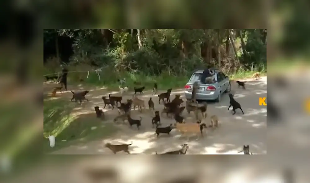 YouTube viral: reportero pasa vergüenza en refugio de animales porque tenía fobia a los perros [VIDEO]