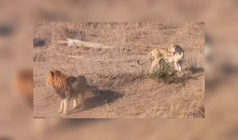 YouTube: león intenta cazar a un impala y leona lo detiene por insólito motivo que asombra a miles [VIDEO]