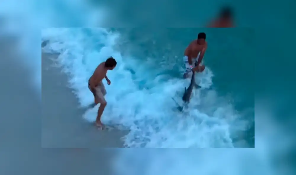 YouTube viral: tiburón martillo fue ayudado por bañistas que lo regresaron al mar [VIDEO]