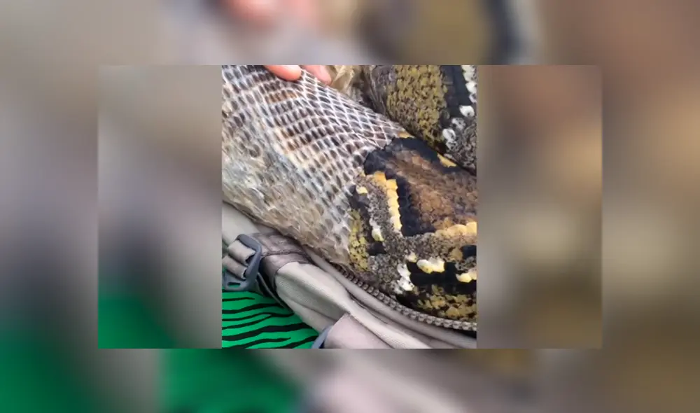 Veterinario ayuda a una anaconda de 3 metros a mudarse de piel. Veterinario ayuda a una anaconda de 3 metros a mudarse de piel.