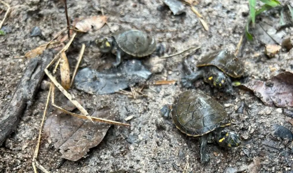 Taricayas liberadas se dirigen a las orillas del río Nanay, donde vivirán y crecerán. Foto: Grupo AJE. Taricayas liberadas se dirigen a las orillas del río Nanay, donde vivirán y crecerán. Foto: Grupo AJE.