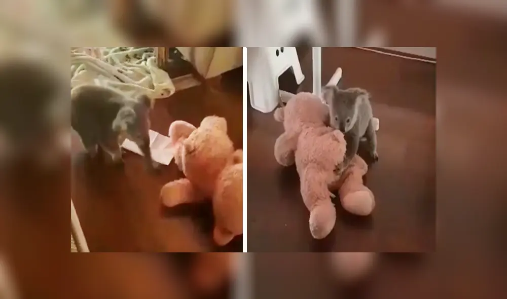 En Facebook, un koala tuvo una emotiva reacción al percatarse que un rescatista el entregó un peluche.