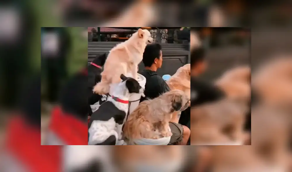El hombre quería viajar con todos sus perros y no tuvo mejor idea que modificar su motocicleta con una singular idea que ha causado sensación en Facebook El hombre quería viajar con todos sus perros y no tuvo mejor idea que modificar su motocicleta con una singular idea que ha causado sensación en Facebook