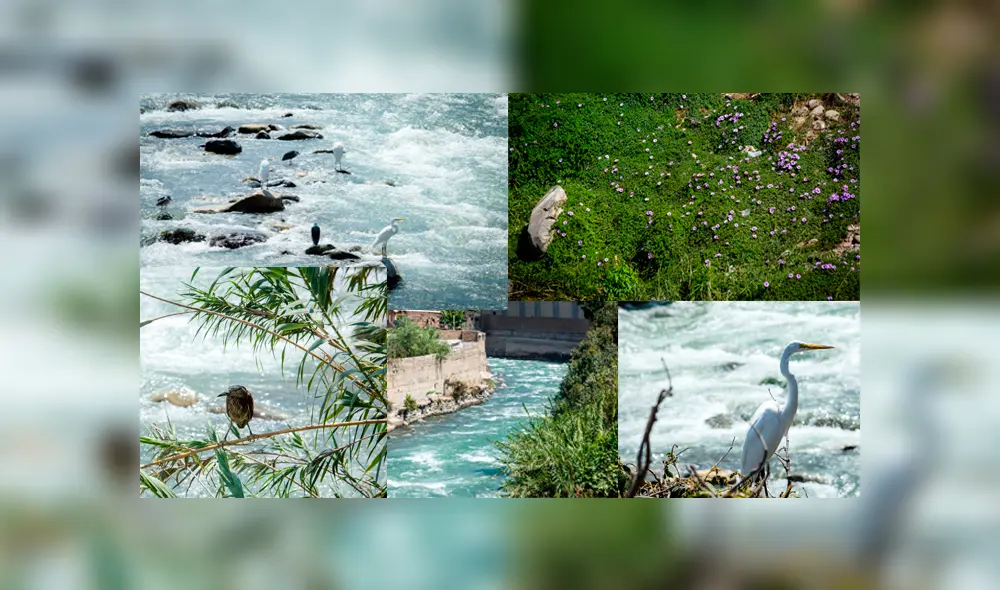 Río Rímac luce descontaminado en plena cuarentena. Foto: John Reyes Río Rímac luce descontaminado en plena cuarentena. Foto: John Reyes