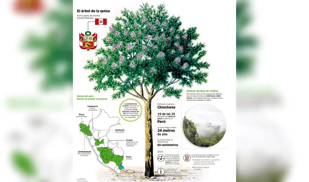 Cambio climático ahora amenaza al árbol de la quina [INFOGRAFÍA]