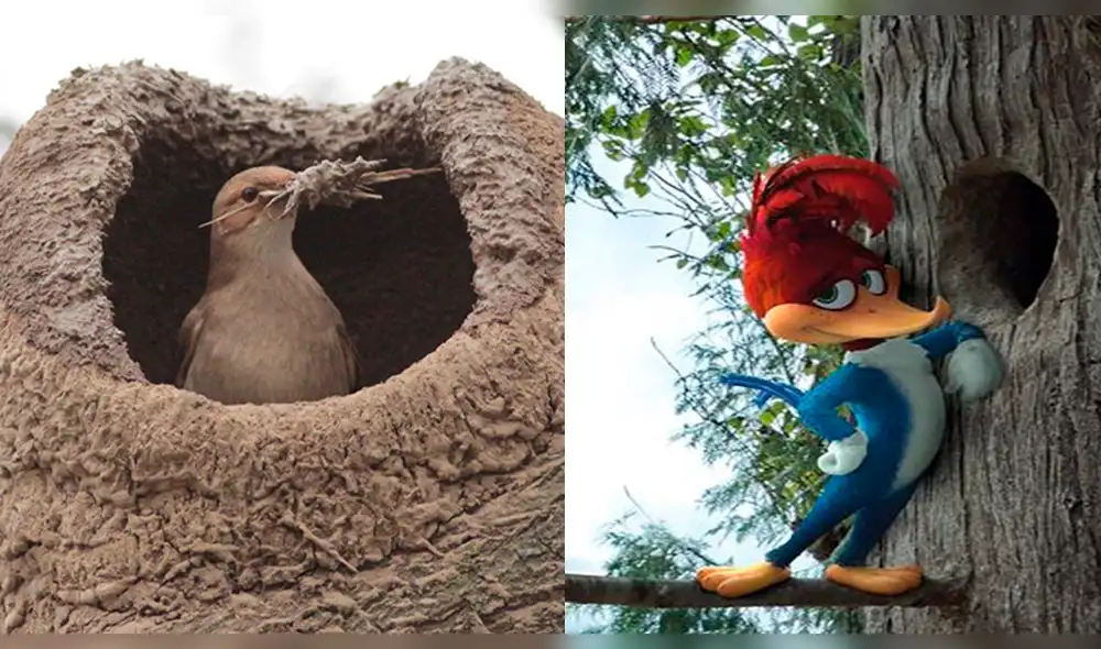 Facebook: Un pájaro ‘arquitecto’ supera las habilidades del “Pájaro Loco” [VIDEO]