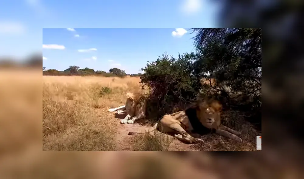 Desliza hacia la izquierda para ver las imágenes del viral de YouTube. Foto: The Lion Whisperer. Desliza hacia la izquierda para ver las imágenes del viral de YouTube. Foto: The Lion Whisperer.