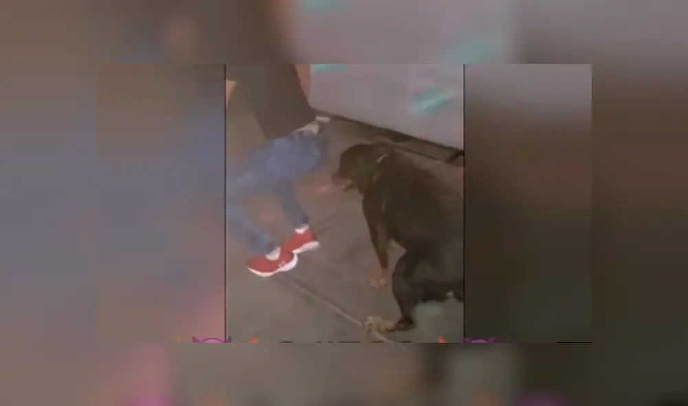 Facebook viral: Perro es sorprendido bailando reggaetón en plena fiesta y su estilo sorprende [VIDEO]