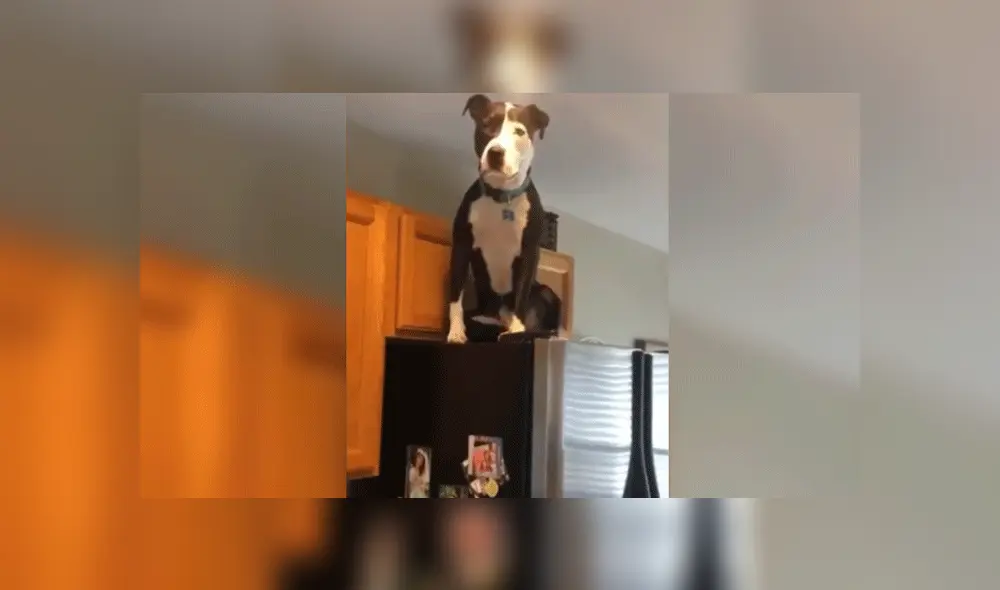 Desliza las imágenes para ver más detalles sobre este perrito que es viral en YouTube. Desliza las imágenes para ver más detalles sobre este perrito que es viral en YouTube.