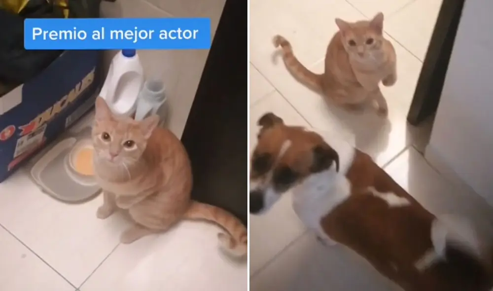 El felino llegó hasta su dueño cojeando, con el fin de ser atendido primero. Desliza para ver más imágenes de este travieso gatito. Foto: captura de TikTok