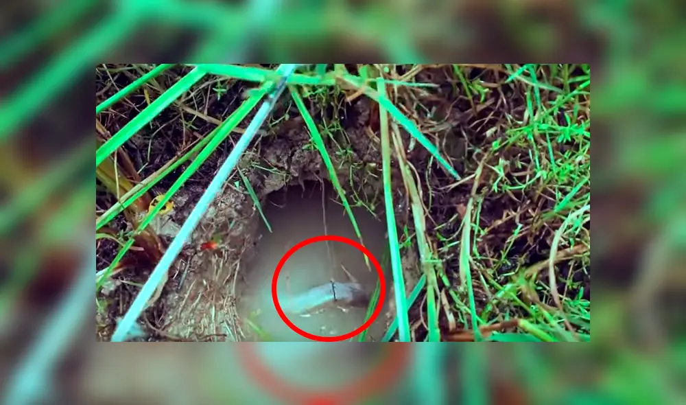 Colocan carnada en misterioso hueco para atraer a terrorífico pez, pero sucede lo peor. Colocan carnada en misterioso hueco para atraer a terrorífico pez, pero sucede lo peor.