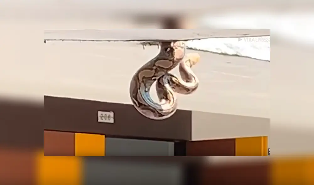 Descubre extraña criatura colgando del techo, se acerca y queda en shock con su aspecto [VIDEO]