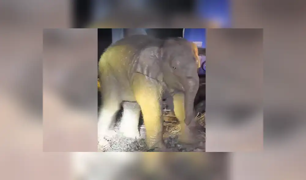Un video viral muestra cómo un grupo de pobladores hacen hasta lo imposible para salvar la vida de un elefante bebé. Un video viral muestra cómo un grupo de pobladores hacen hasta lo imposible para salvar la vida de un elefante bebé.