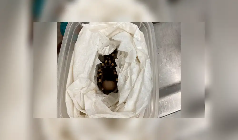 Desliza la imagen para ver lo que padeció el pequeño animal. Foto: bug_gwen/Twitter