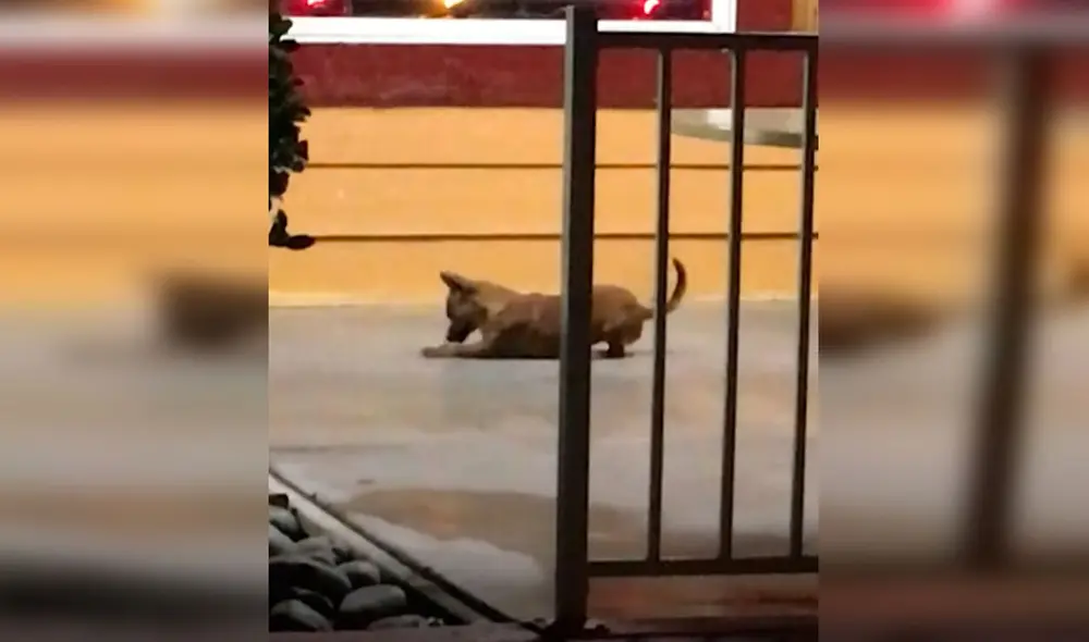 Desliza las imágenes para conocer la historia de una perrita que recibió la ayuda de un hombre para tener un nuevo hogar. Foto: El Dodo/ Referencial