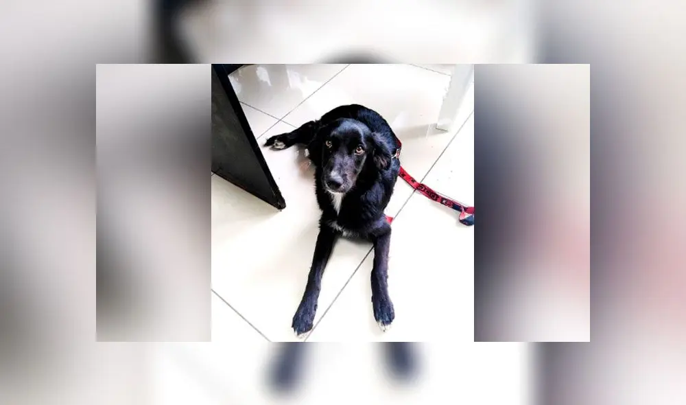 Perrita de 8 meses necesita un hogar. Créditos: Difusión. Perrita de 8 meses necesita un hogar. Créditos: Difusión.