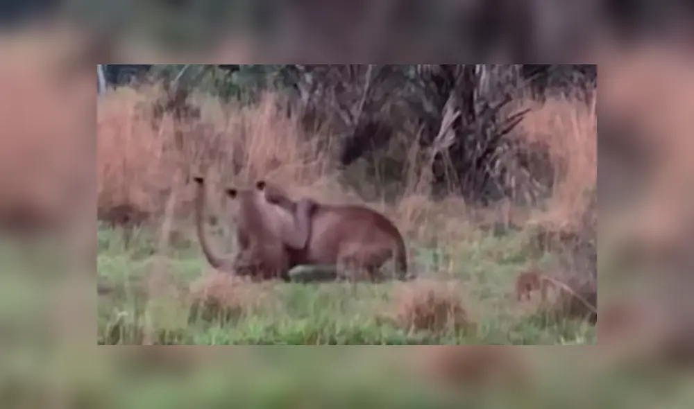 Desliza la imagen de YouTube para verlas todas.