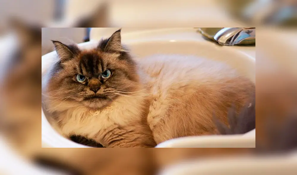 Desliza para ver todas las imágenes de Facebook. Foto: merlinragdoll