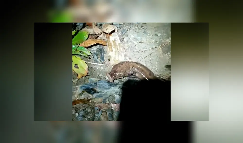 Un video viral publicado en YouTube dejó atónitos a miles de usuarios que vieron la extraña apariencia de un pez.