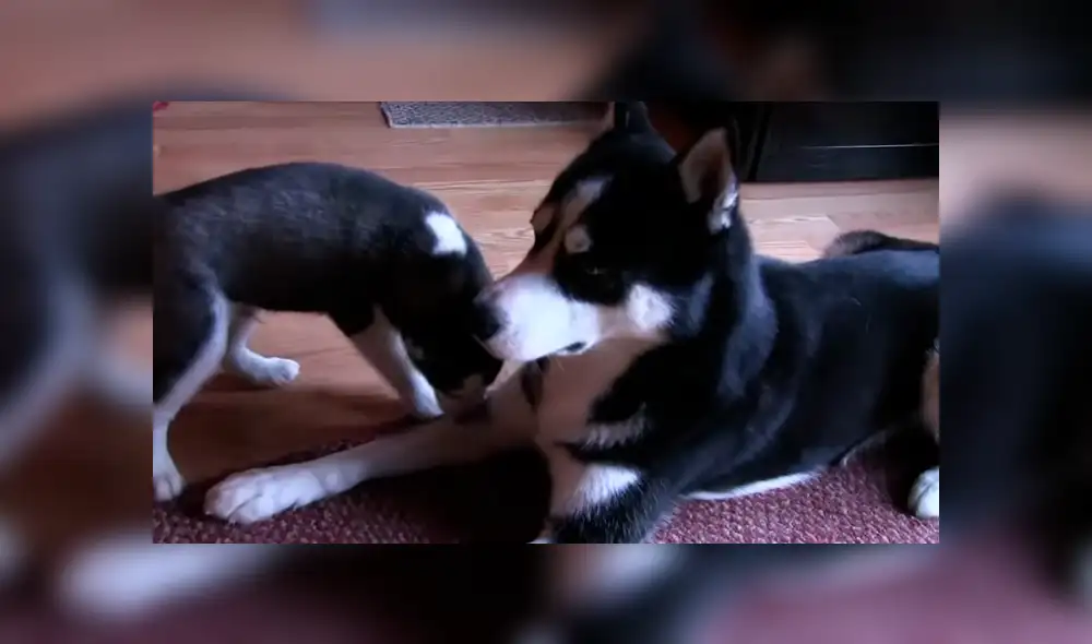 Desliza para ver los momentos más tiernos del emotivo video que se hizo viral en Facebook. Desliza para ver los momentos más tiernos del emotivo video que se hizo viral en Facebook.