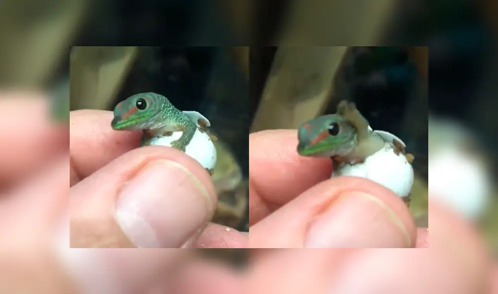 YouTube viral: lagartija bebé sale de su cascarón y cree que su dueño es su madre [VIDEO]
