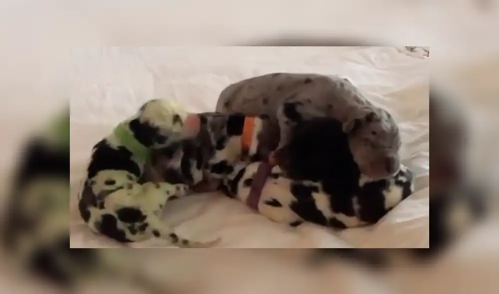 En YouTube, una señora quedó espantada al descubrir el color del pelaje que obtuvo una de las crías de su mascota.