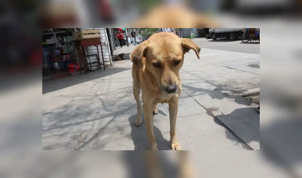 Cabezas de perros aparecen en bolsas plásticas todas las mañanas, por lo que se sospecha que serían dejados en la madrugada. (Foto referencial / Archivo GRL) Cabezas de perros aparecen en bolsas plásticas todas las mañanas, por lo que se sospecha que serían dejados en la madrugada. (Foto referencial / Archivo GRL)