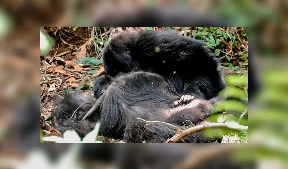 YouTube viral: gorilas lloran a sus muertos en funerales y su dolor es comparado a la del humano [VIDEO] 