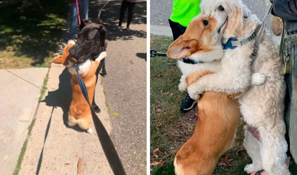 Desliza las imágenes para apreciar la emotiva acción de un perro corgi cuando se encuentra con otros animales. Foto: Instagram Desliza las imágenes para apreciar la emotiva acción de un perro corgi cuando se encuentra con otros animales. Foto: Instagram