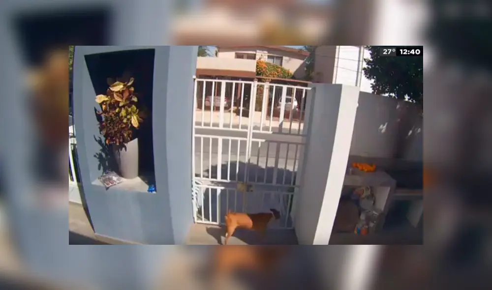 Valiente perro se ganó la admiración de miles en YouTube. Foto: Captura. Valiente perro se ganó la admiración de miles en YouTube. Foto: Captura.