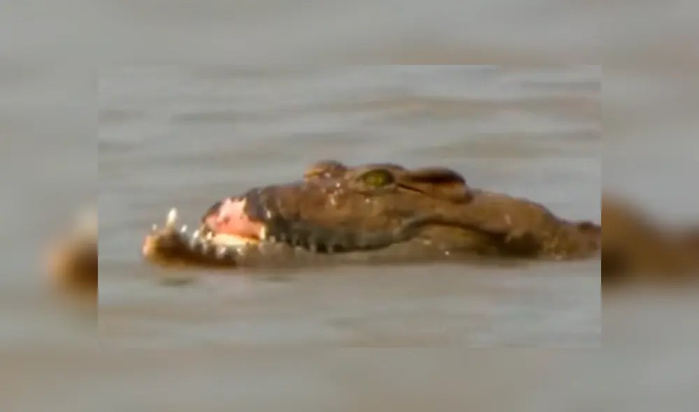 YouTube viral: cocodrilo pierde el hocico tras pelea brutal contra otro depredador en el río.