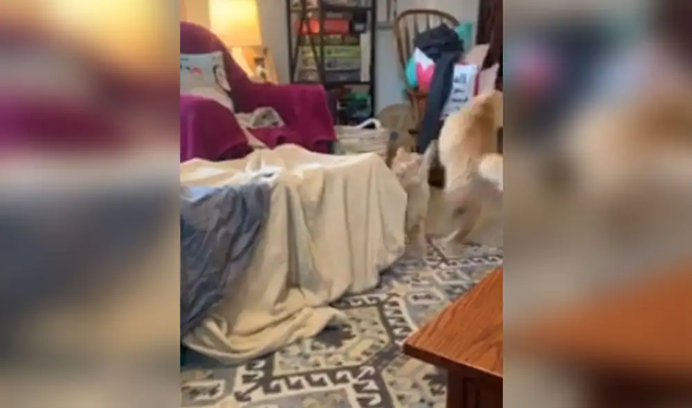 Desliza las imágenes para ver más sobre estos traviesos gatitos. Foto: captura de YouTube