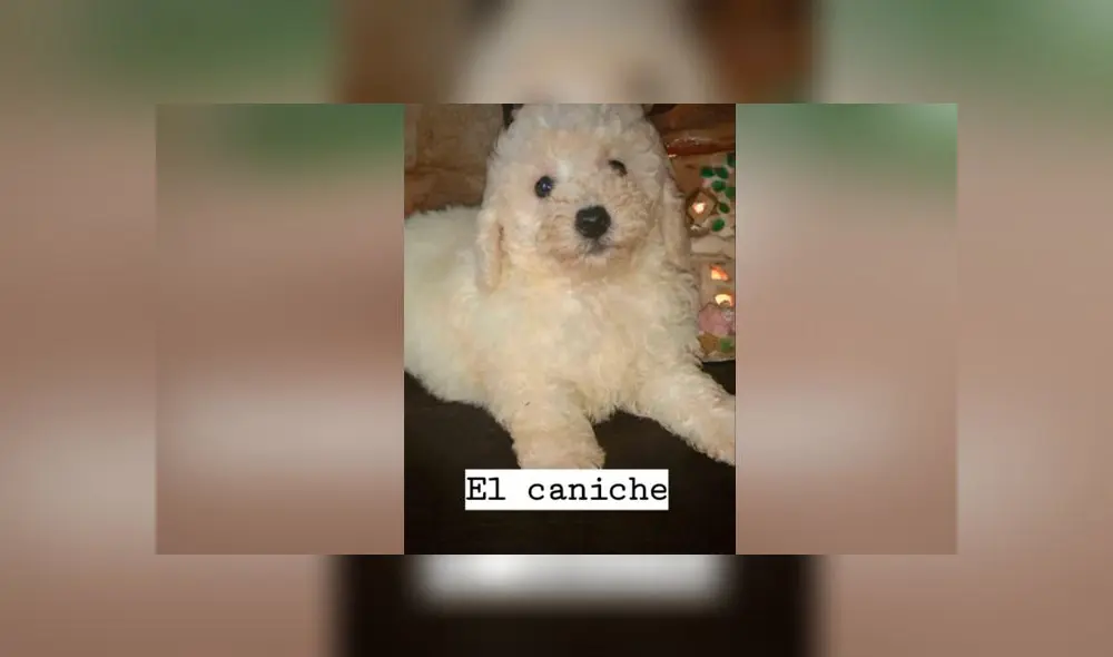 Desliza las imágenes para descubrir lo que pasó con esta presunta french poodle que resultó ser de otra raza. Foto: Agustina Chavez Gomez/Tiktok