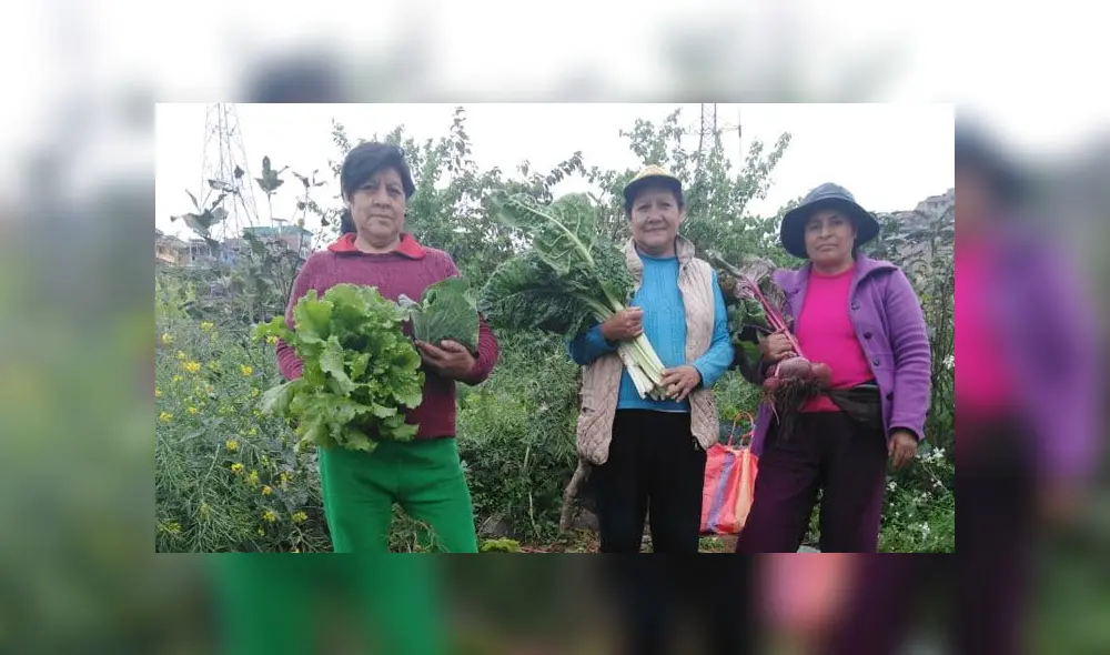 La agricultura urbana puede realizarse en en espacios pequeños o comunitarios. Foto: Agricultura en Lima.