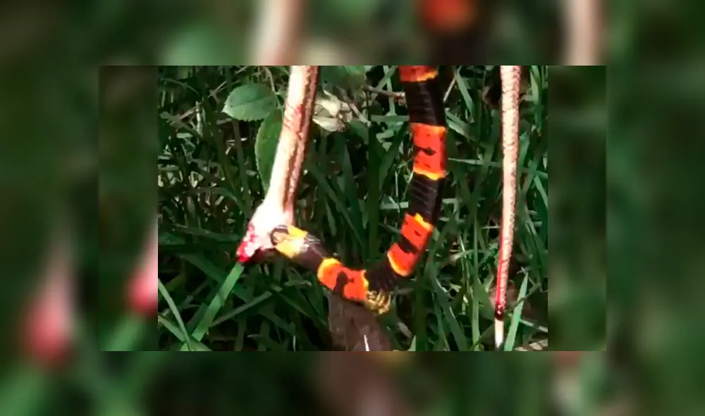 El avispón empezó a picar a la mortal serpiente, que tuvo una increíble reacción. Foto: captura. El avispón empezó a picar a la mortal serpiente, que tuvo una increíble reacción. Foto: captura.