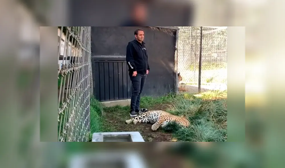 Desliza hacia la izquierda para ver la reacción del felino con su dueño, escena que es viral en Facebook. Desliza hacia la izquierda para ver la reacción del felino con su dueño, escena que es viral en Facebook.