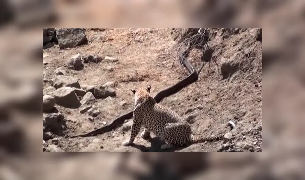 Feroz leopardo acecha a pitón gigante, la ataca por el cuello y sucede lo inesperado [VIDEO] 
