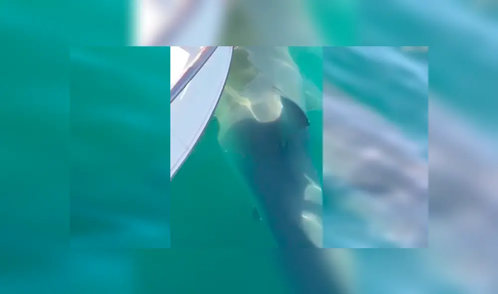 En Facebook, los integrantes de una familia quedaron aterrados al descubrir que un tiburón estaba al costado de su bote.