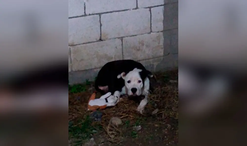 Desliza las imágenes para conocer la historia de una perrita que perdió a sus crías y recibió el apoyo de su dueño. Foto: Facebook
