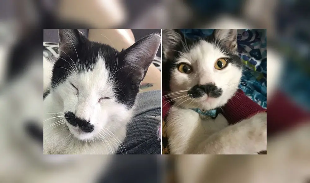 Desliza para conocer a Alberto, el gatito con bigote que se parece a Hitler. Foto: Caters News Agency Desliza para conocer a Alberto, el gatito con bigote que se parece a Hitler. Foto: Caters News Agency
