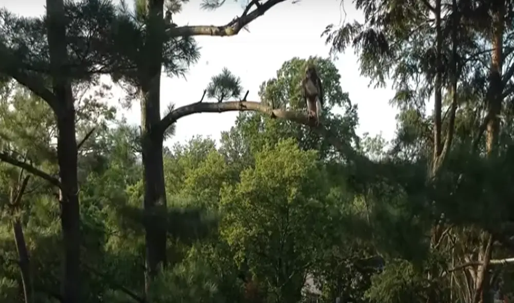 Desliza hacia la izquierda para ver las imágenes del viral de YouTube. Foto: ViralHog.