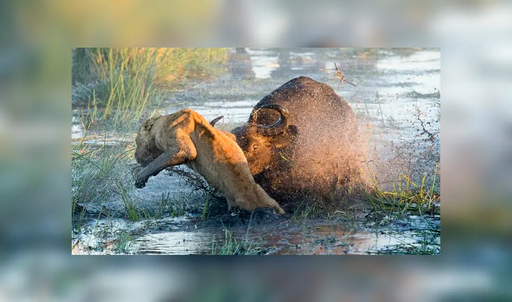 La leona intenta huir como sea de la enfurecida madre. Foto: Ben Cranke La leona intenta huir como sea de la enfurecida madre. Foto: Ben Cranke