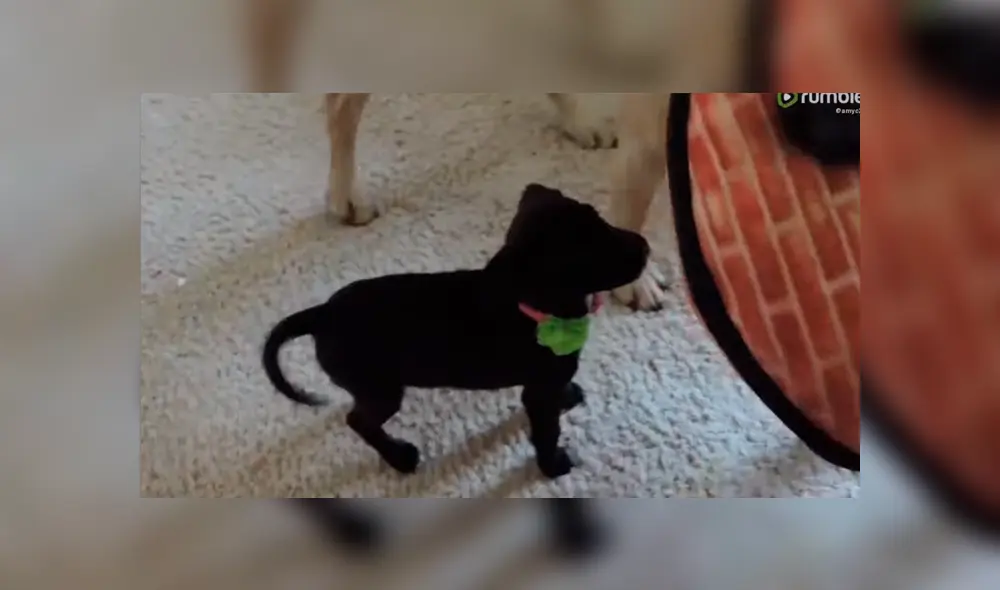 Desliza para ver los momentos más importantes del tierno video que se hizo viral en YouTube. Desliza para ver los momentos más importantes del tierno video que se hizo viral en YouTube.