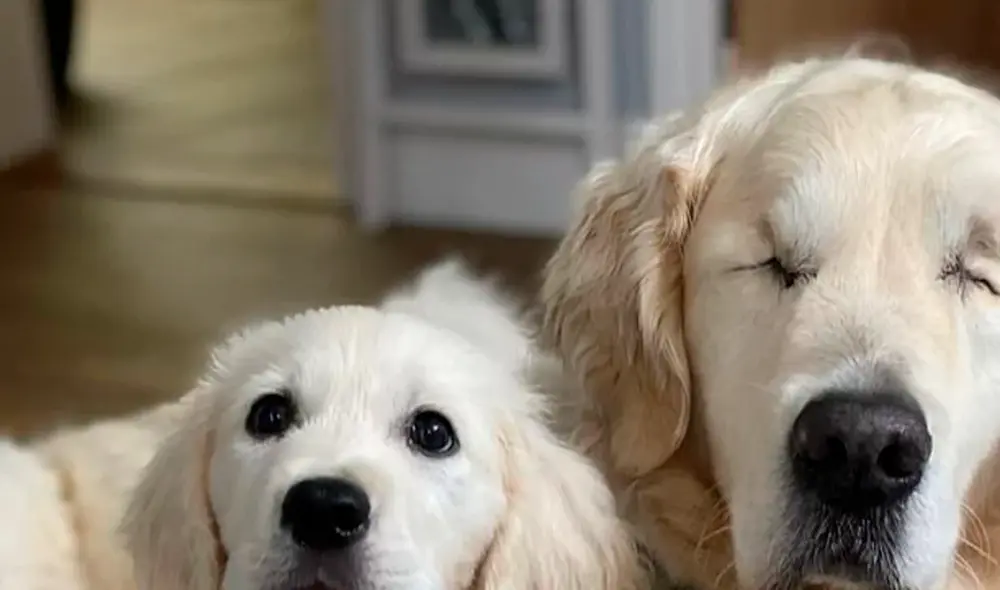 El golden retriever sufrió un glaucoma que lo hizo perder ambos ojos. Foto: Caters News El golden retriever sufrió un glaucoma que lo hizo perder ambos ojos. Foto: Caters News